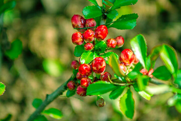 Obraz premium Close-up of flowering quince buds on a branch in a spring garden.