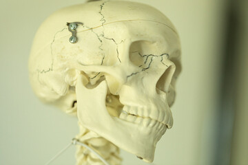Detailed anatomical human skull model, perfect for medical studies or educational purposes.