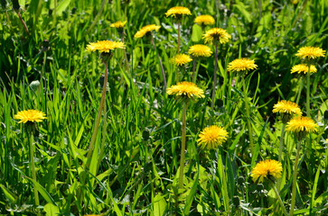 Close-up shot of vibrant yellow dandelions in a green grassy field with sunlight