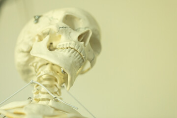 Detailed close-up of a human skull and neck anatomy model. Ideal for medical, educational, or artistic purposes.