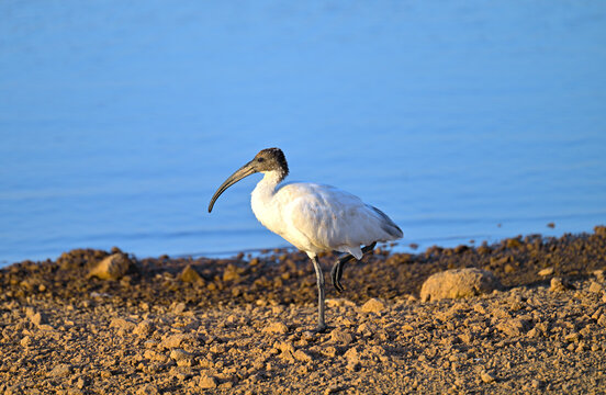 Black eye of Indian White Ibis seen near Kamleshwar Dam Lake in Gir National Park Gujarat India