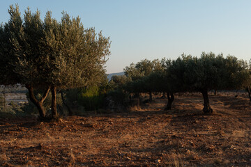 Picturesque scene of old olive trees under a clear sky. Perfect for travel, nature, or Mediterranean themes.