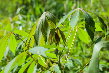 close up view of green cassava plant shoots on an Indonesian plantation