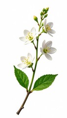 Obraz premium Branch with small flowers and green leaves on white background, branch with flowers, plant stems, green leaf