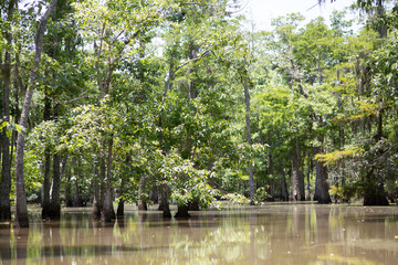 Picturesque scene of lush cypress trees reflected in the still waters of a Louisiana bayou swamp.