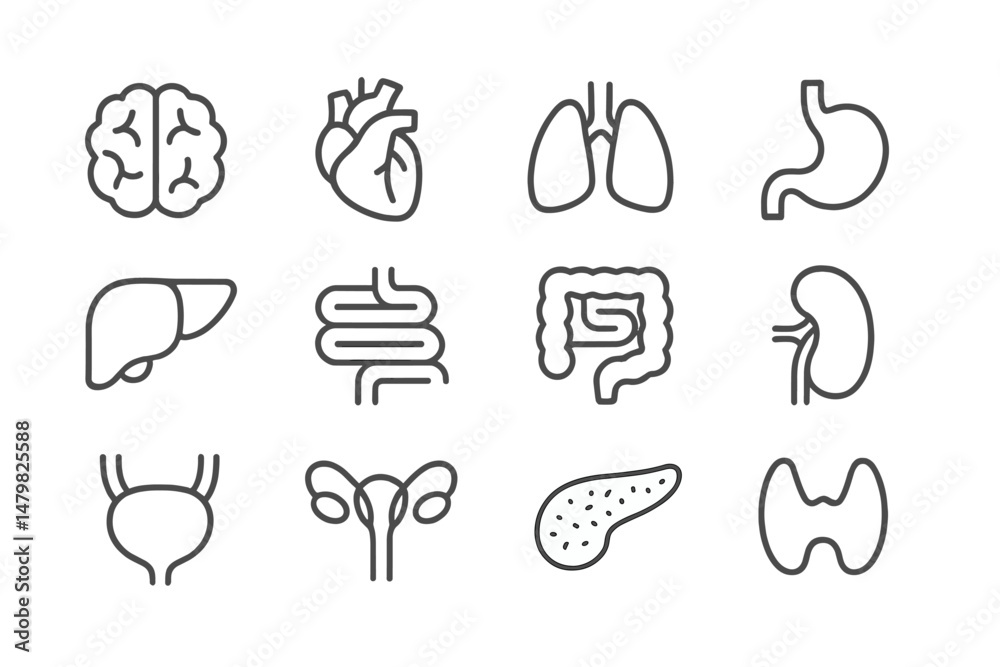 Leinwandbilder collection of medical web icons representing human organs and their functions, ideal for health-rela