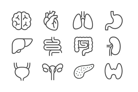 Collection of medical web icons representing human organs and their functions, ideal for health-related websites and applications