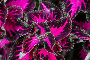 close up view of a beautiful purple coleus plant