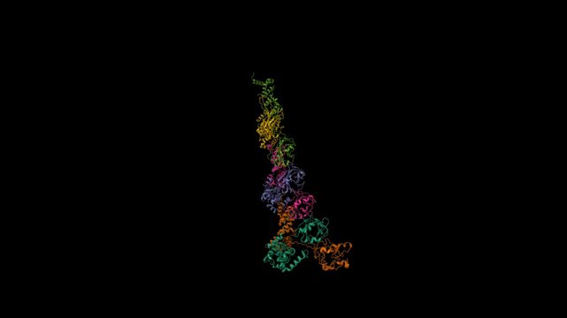 Full-length wild-type speckle-type POZ protein. Animated 3D cartoon and molecular surface models, chain id color scheme, pdb 8dwv, black background