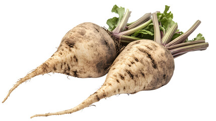 Fresh Sugar Beet Root Isolated on White Background for Healthy Eating and Agriculture Concepts