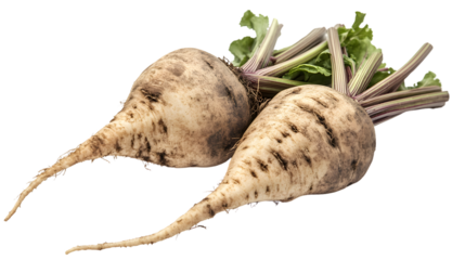 Fresh Sugar Beet Root Isolated on White Background for Healthy Eating and Agriculture Concepts
