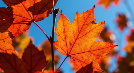 Obraz premium Autumn maple leaves against blue sky