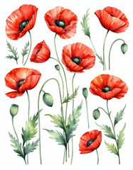 Fototapeta premium A bouquet of bright red flowers against a pure white background