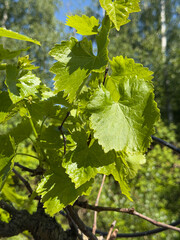 Close-up of lush, sunlit grape leaves. Perfect for wine, nature, and spring themes.