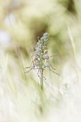 Bocksriemenzunge, Himantoglossum hircinum