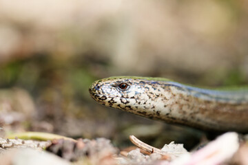 Blindschleiche Anguis fragilis