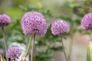 Fioletowe kwiaty czosnku ozdobnego w ogrodzie, tło natury. © Elżbieta Kaps