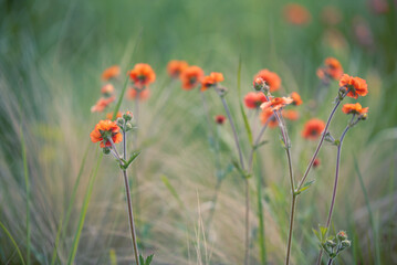 Kwiaty kuklika w ogrodzie. 