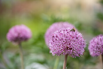 Fioletowe kwiaty czosnku ozdobnego w ogrodzie, tło natury. © Elżbieta Kaps