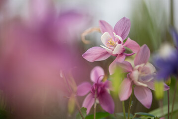 Kwiaty orlika w ogrodzie, tło natury. 