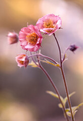 Wiosenne różowe kwiaty Kuklika 9 Geum ). Tapeta, dekoracja. © mycatherina