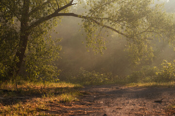 Wiosenny, mglisty poranek, wierzba we mgle, Polska.  © Elżbieta Kaps