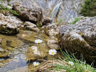 Gänseblümchen vor einem Wasserfall