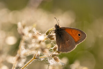 Motyl na kwiatach na wiosennej łące.  © Elżbieta Kaps