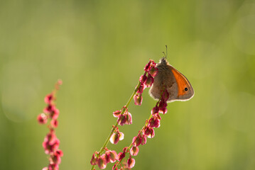 Motyl na kwiatach na wiosennej łące.  © Elżbieta Kaps