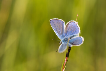 Motyl na kwiatach na wiosennej łące. 