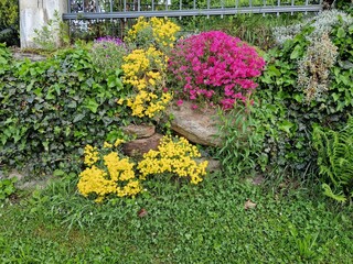 Bunte Blüten im Steingarten