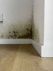 Image shows mold growth and water damage in a corner of a room.  Requires remediation.