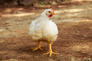 white broiler chicken for the meat industry