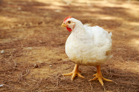 white broiler chicken for the meat industry