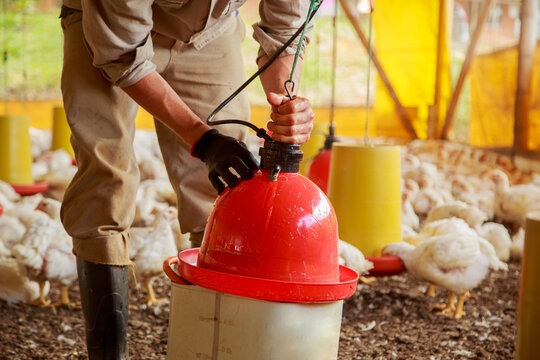 Sanitation Procedure of Poultry Watering Equipment by Farm Personnel in a Broiler Production Facility