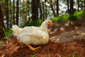Broiler Chicken in a Cage-Free Farming System with Access to Natural Environment