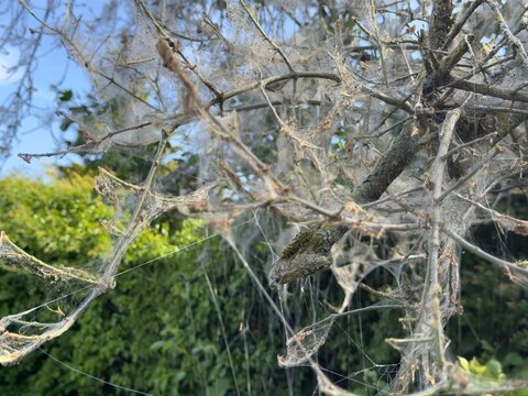 Fototapeta Close-up of ermine moth larvae webbing on tree branches.  Pest control, nature, garden.