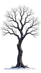Tree with gnarled branches against white backdrop, bare tree, tree isolation, winter tree