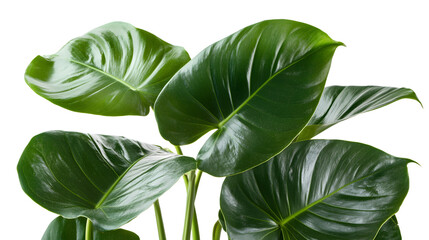 Obraz premium Exotic Tropical Leaves on White Background for Graphic Design Projects