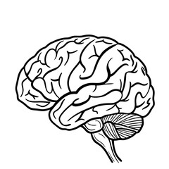 Hand Drawn Human Brain Illustration