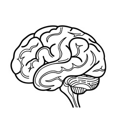 Hand Drawn Human Brain Illustration