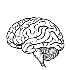 Hand Drawn Human Brain Illustration