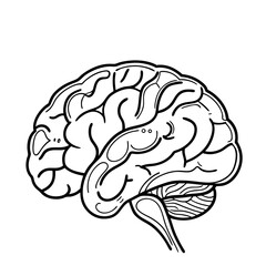 Hand Drawn Human Brain Illustration