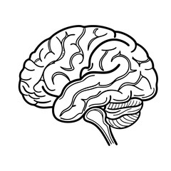 Hand Drawn Human Brain Illustration