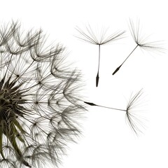 Dandelion Wishes: Seeds of Hope Taking Flight