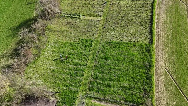 Aerial drone shot captures vineyard workers applying the Guyot pruning method among dormant vines on terraced slope near Castell&rsquo;Arquato, surrounded by spring grasses and flowering edges, slow motion