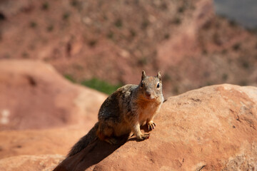 A cute rock squirrel poses on a red rock formation. Perfect for nature, wildlife, and travel themes.