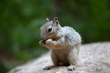 Close-up of a cute squirrel enjoying a tasty nut outdoors. Perfect for nature, wildlife, and animal-themed projects.