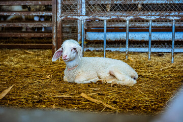 baby lamb in a corral lying on the grass