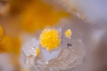 Mimetite spray on Quartz. Specimen from Le Passadou, Altier, France. Micro photography extreme close-up. microscope mineral crystal photography for Scientific use.
